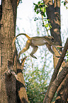 Yellow Baboon in the tree