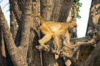 Yellow Baboon in the tree