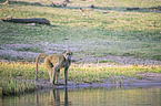standing Yellow Baboon
