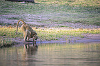 standing Yellow Baboon