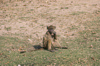 sitting Yellow Baboon