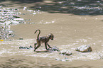 running Yellow Baboon