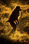 Yellow Baboon