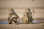 yellow baboon