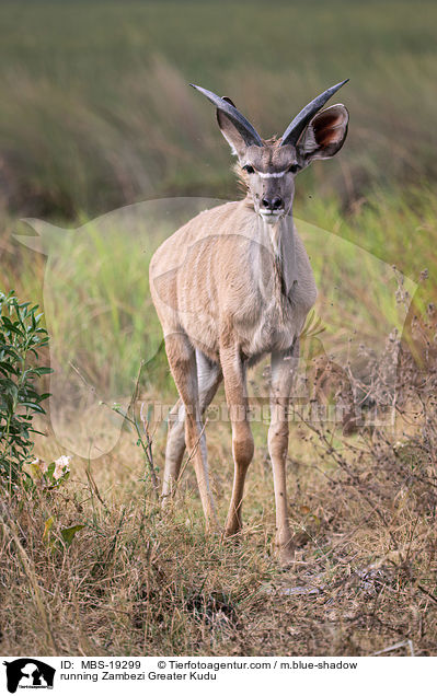 running Zambezi Greater Kudu / MBS-19299