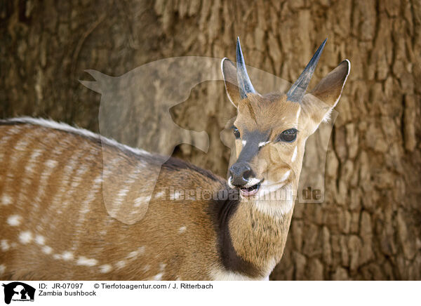 Sambia-Schirrantilope / Zambia bushbock / JR-07097