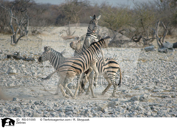 Zebras / Zebras / RS-01095
