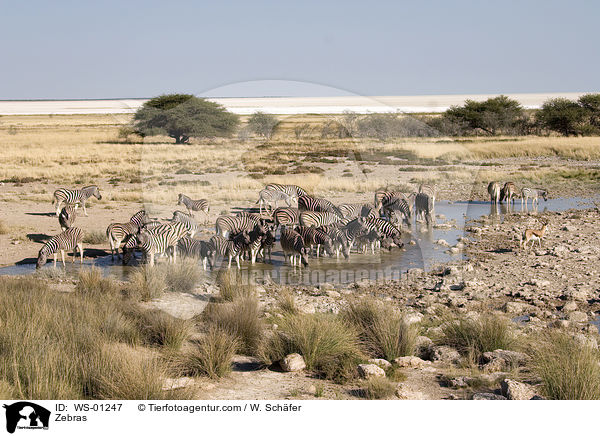 Zebraherde am Wasserloch / Zebras / WS-01247
