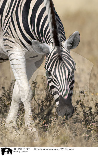 Zebra beim Fressen / eating zebra / WS-01328