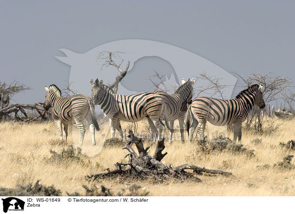 Zebra / WS-01649