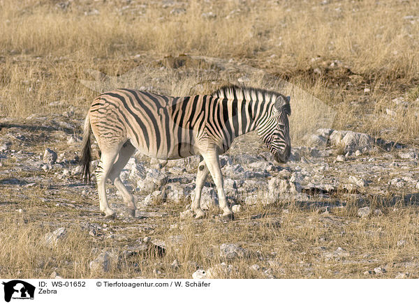 Zebra / WS-01652