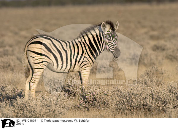 Zebra / WS-01807