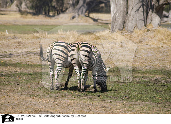 Zebras / zebra / WS-02665