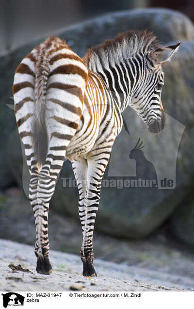 zebra / MAZ-01947