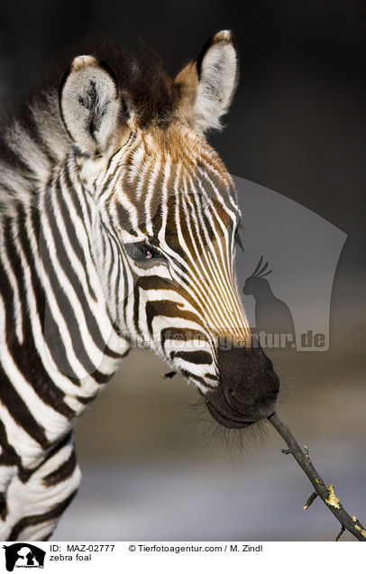 Zebrafohlen / zebra foal / MAZ-02777
