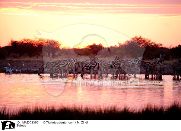 Zebras / Zebras / MAZ-03360