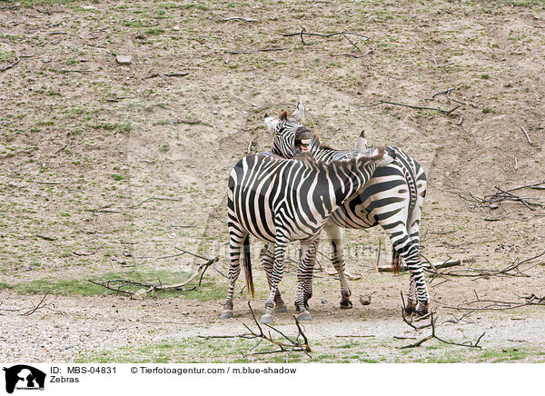 Zebras / Zebras / MBS-04831