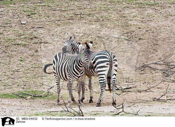 Zebras / Zebras / MBS-04832