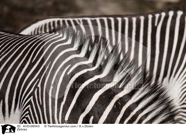 Zebras / Zebras / AVD-06043