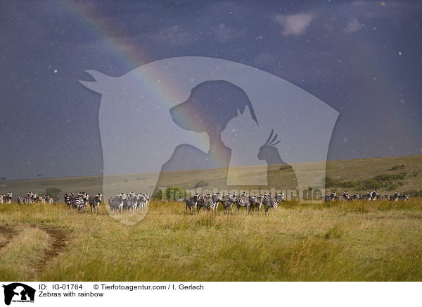 Zebras mit Regenbogen / Zebras with rainbow / IG-01764