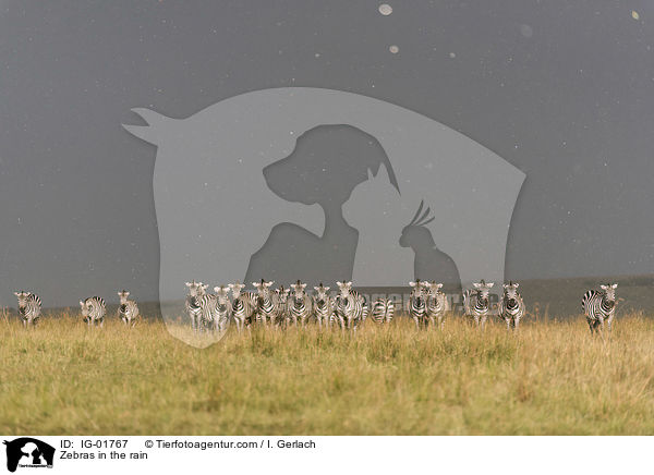 Zebras im Regen / Zebras in the rain / IG-01767