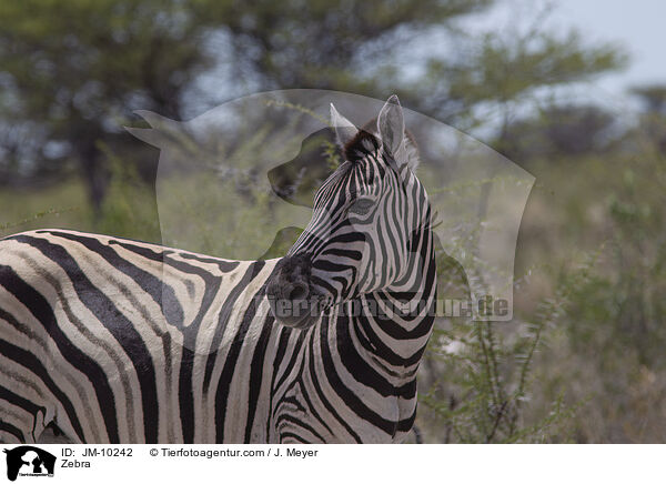 Zebra / Zebra / JM-10242