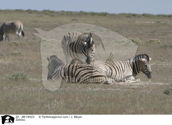 Zebras / JM-18423
