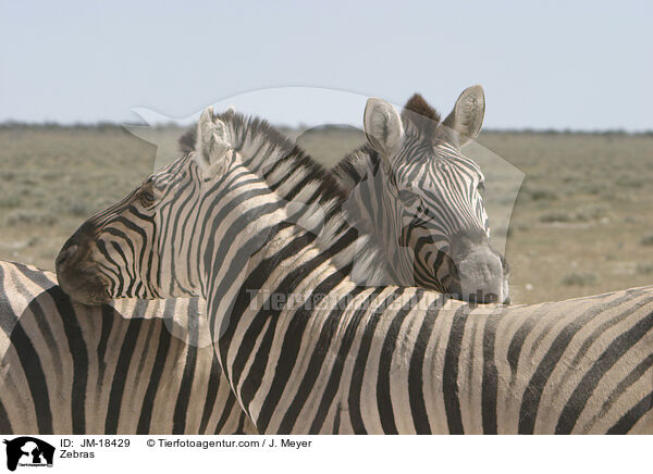 Zebras / Zebras / JM-18429
