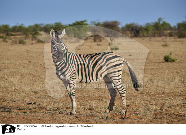 Zebra / Zebra / JR-06654