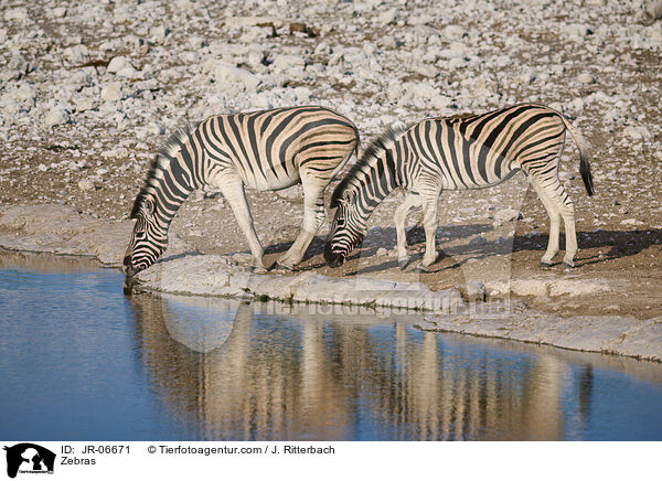 Zebras / Zebras / JR-06671