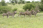 Zebras