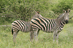 Zebras