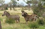 Zebras