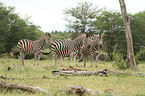 Zebras
