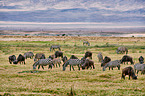 Zebras and wildebeests
