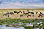 Zebras and wildebeests
