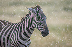 Zebra in the rain