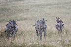 Zebras in the rain