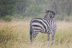 Zebra in the rain