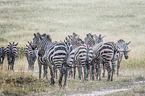 Zebras in the rain