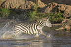 Zebra in the water