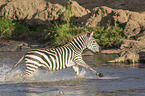Zebra in the water