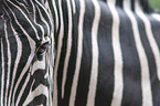 Zebra eye