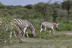 Zebras