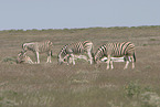 Zebras