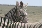Zebras