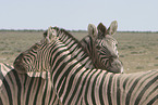 Zebras