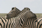 Zebras