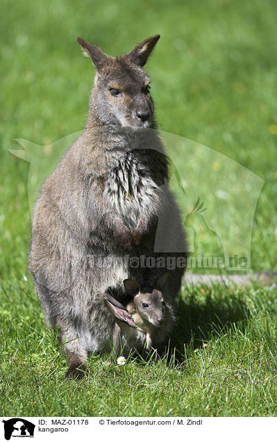 kangaroo / MAZ-01178