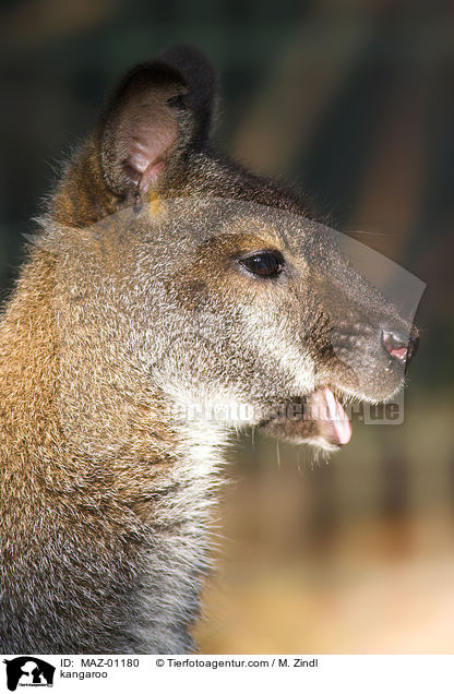 Knguru / kangaroo / MAZ-01180